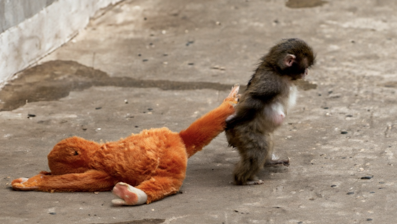 Baby Japanese macaque drags an orange plush toy across the ground at Monkey Mountain.